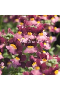 Nemesia Fidesi  Burgundy & Rose ( Nemesia fruticans ) - 1