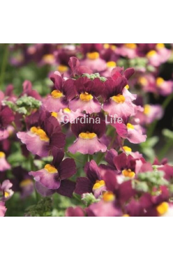 Nemesia Fidesi  Burgundy & Rose ( Nemesia fruticans ) - 1