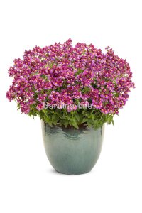 Nemesia Fidesi  Burgundy & Rose ( Nemesia fruticans ) - 2