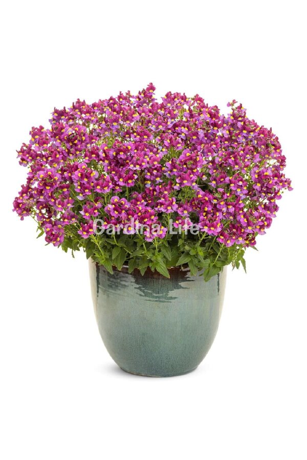 Nemesia Fidesi  Burgundy & Rose ( Nemesia fruticans ) - 2