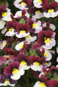 Nemesia Fidesi  Burgundy & White ( Nemesia fruticans ) - 1