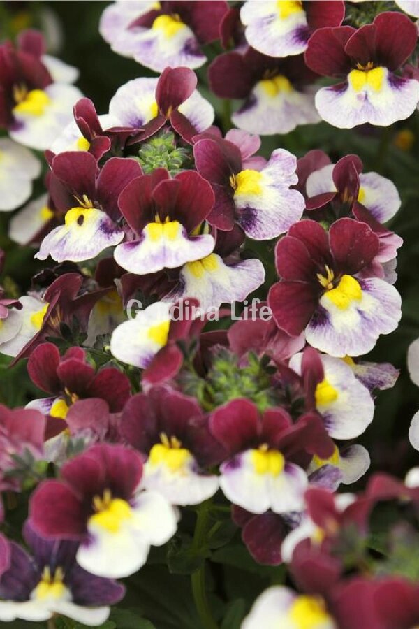 Nemesia Fidesi  Burgundy & White ( Nemesia fruticans ) - 1