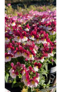 Nemesia Fidesi  Burgundy & White ( Nemesia fruticans ) - 2