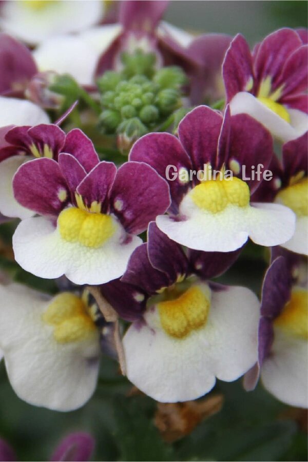 Nemesia Fidesi  Burgundy & White ( Nemesia fruticans ) - 3