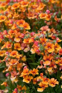 Nemesia Fidesi  Orange ( Nemesia fruticans ) - 1