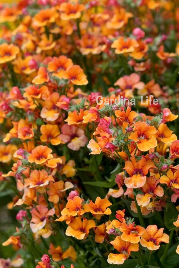 Nemesia Fidesi  Orange ( Nemesia fruticans ) - 1