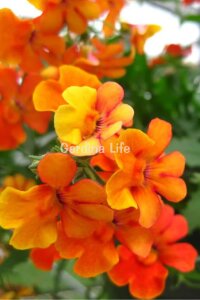 Nemesia Fidesi  Orange ( Nemesia fruticans ) - 2