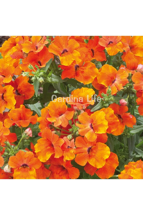 Nemesia Fidesi  Orange ( Nemesia fruticans ) - 3