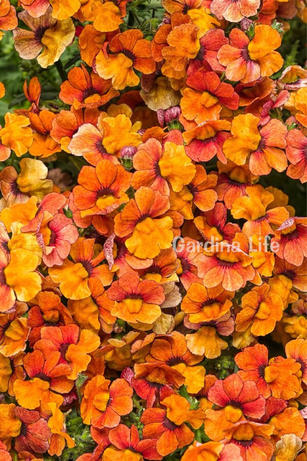 Nemesia Fidesi  Orange ( Nemesia fruticans ) - 4