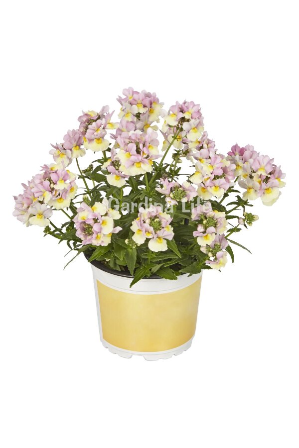 Nemesia Fidesi  Pink & Lemon ( Nemesia fruticans ) - 3