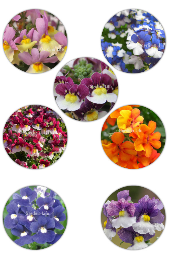 Nemezya  Fide Seti 4 Adet ( Nemesia ) - 1