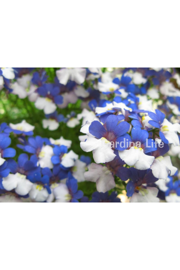 Nemezya  Fide Seti 4 Adet ( Nemesia ) - 2