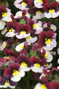 Nemezya  Fide Seti 4 Adet ( Nemesia ) - 3