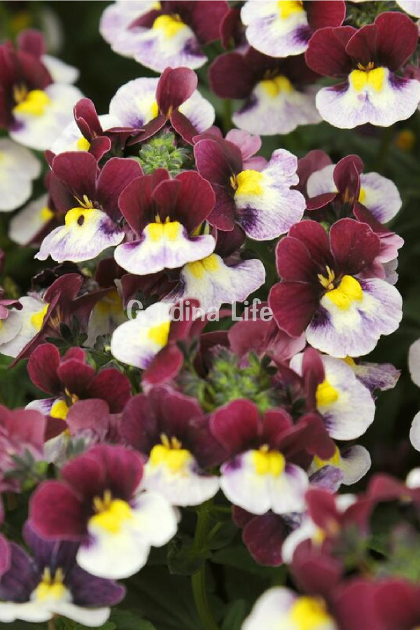 Nemezya  Fide Seti 4 Adet ( Nemesia ) - 3