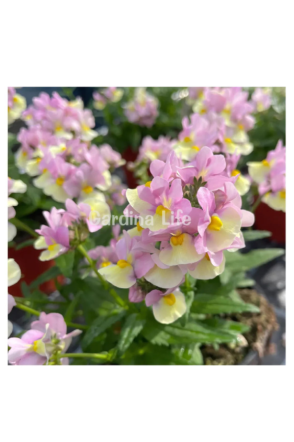 Nemezya  Fide Seti 4 Adet ( Nemesia ) - 5