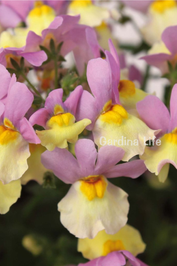 Nemezya  Fide Seti 4 Adet ( Nemesia ) - 6