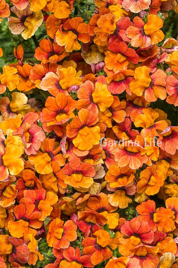 Nemezya  Fide Seti 4 Adet ( Nemesia ) - 7