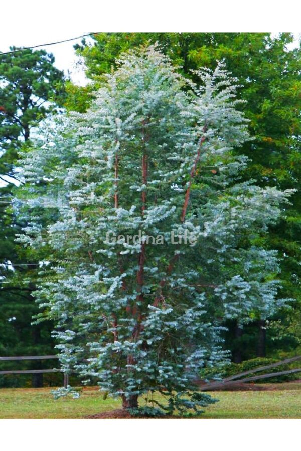 Okaliptüs Fidesi Mentol  ( Eucalyptus Cinerea ) 5 Adet - 1