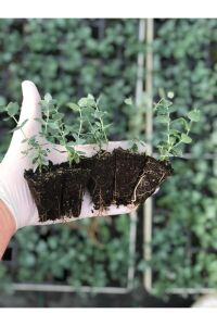 Okaliptüs Fidesi Mentol  ( Eucalyptus Cinerea ) 5 Adet - 2