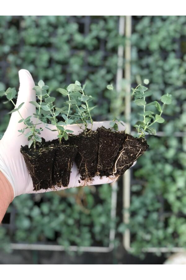 Okaliptüs Fidesi Mentol  ( Eucalyptus Cinerea ) 5 Adet - 2