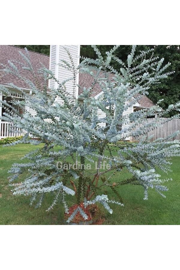 Okaliptüs Fidesi Mentol  ( Eucalyptus Cinerea ) 5 Adet - 4