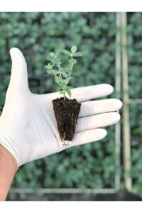 Okaliptüs Fidesi Mentol  ( Eucalyptus Cinerea ) 5 Adet - 5