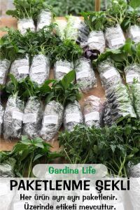 Okaliptüs Fidesi Mentol  ( Eucalyptus Cinerea ) 5 Adet - 6