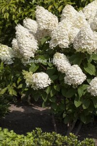 Ortanca Fide Seti 2 Adet ( Hydrangea Paniculata ) - 5
