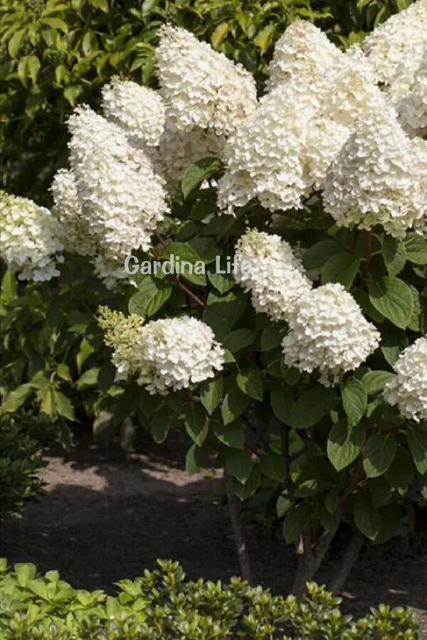 Ortanca Fide Seti 2 Adet ( Hydrangea Paniculata ) - 5