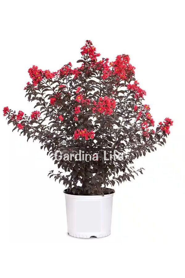 Oya Ağacı Fidanı ( LAGERSTROMİA BLACK TİGER RED ) - 1