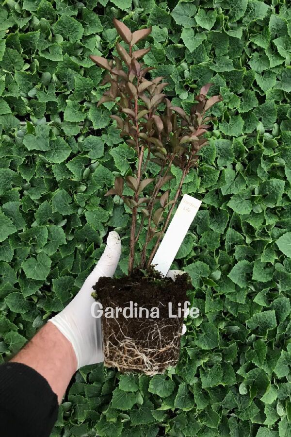 Oya Ağacı Fidanı ( LAGERSTROMİA BLACK TİGER RED ) - 2