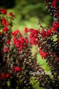 Oya Ağacı Fidanı ( LAGERSTROMİA BLACK TİGER RED ) - 3