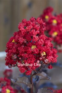 Oya Ağacı Fidanı ( LAGERSTROMİA BLACK TİGER RED ) - 4