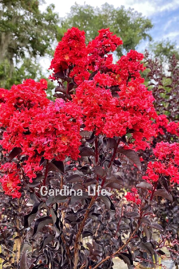 Oya Ağacı Fidanı ( LAGERSTROMİA BLACK TİGER RED ) - 5
