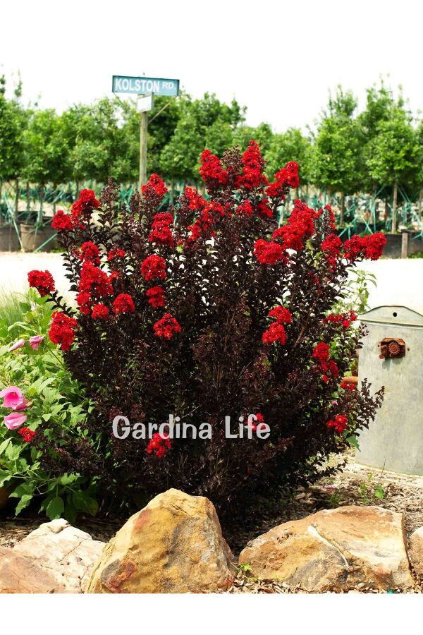 Oya Ağacı Fidanı ( LAGERSTROMİA BLACK TİGER RED ) - 6