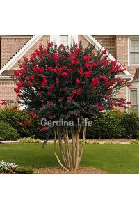 Oya Ağacı Fidanı ( LAGERSTROMİA BLACK TİGER RED ) - 7