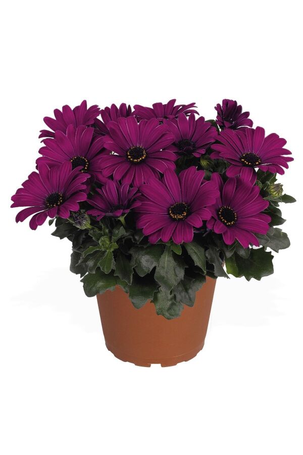 Papatya Fidesi ( Bodrum Papatyası ) Mor  10 Cm Saksıda - 1