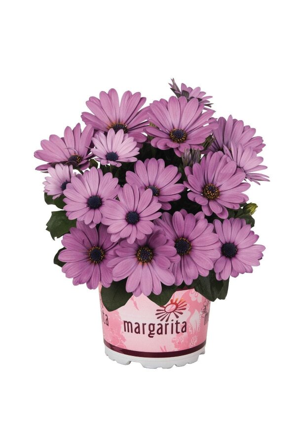 Papatya Fidesi ( Osteospermum Bodrum Papatyası ) Lavender Shades 10 Adet - 1