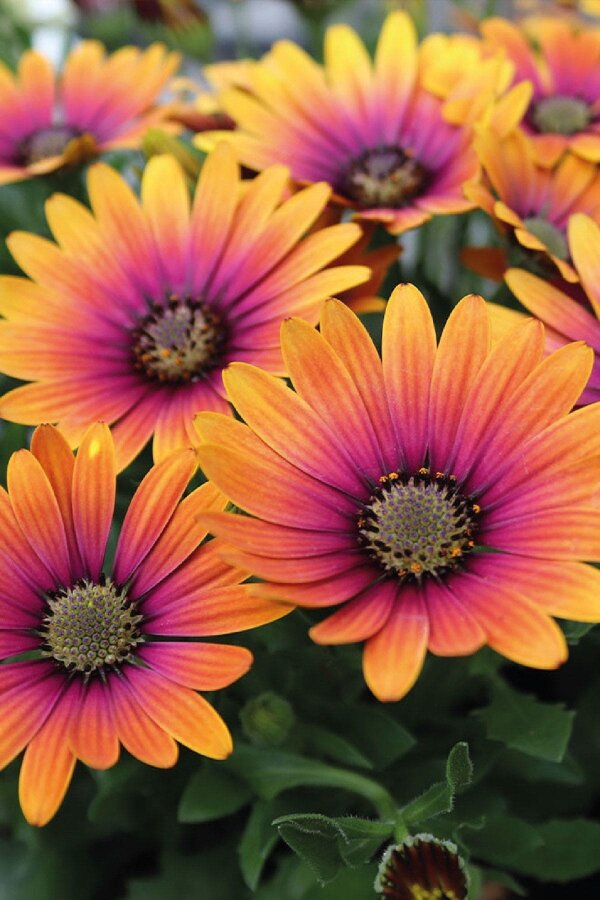 Papatya Fidesi ( Osteospermum Bodrum Papatyası ) Sunset Shades  - 1
