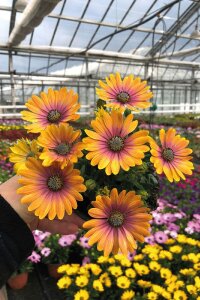 Papatya Fidesi ( Osteospermum Bodrum Papatyası ) Sunset Shades  - 2