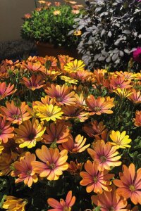 Papatya Fidesi ( Osteospermum Bodrum Papatyası ) Sunset Shades  - 3
