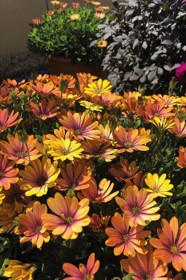 Papatya Fidesi ( Osteospermum Bodrum Papatyası ) Sunset Shades  - 3