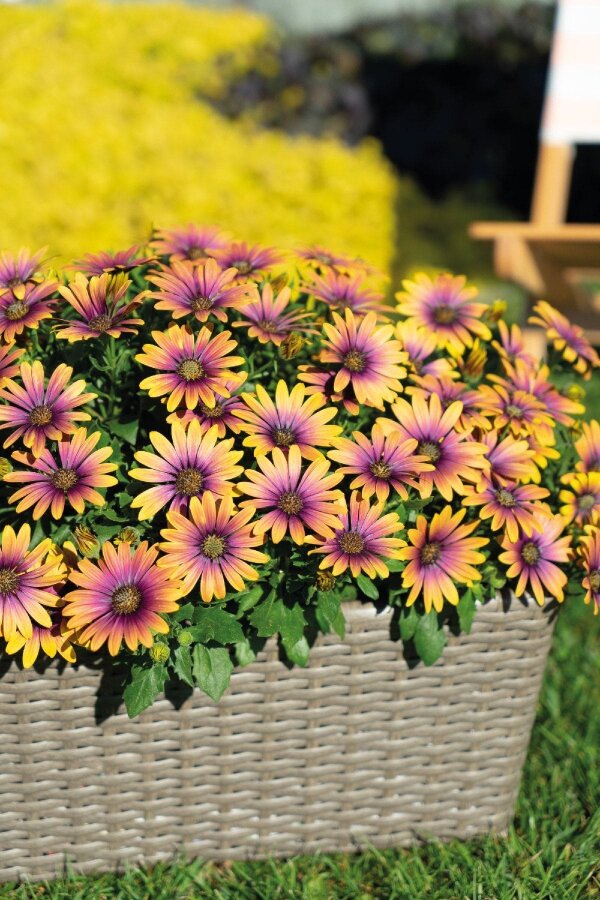 Papatya Fidesi ( Osteospermum Bodrum Papatyası ) Sunset Shades  - 4
