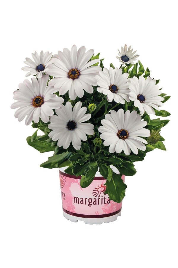 Papatya Fidesi ( Osteospermum Bodrum Papatyası ) White Purple Eye 10 Adet - 1