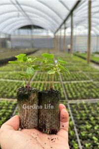 Paper Pot Tohum Ve Çelik Çimlendirme, Köklendirme Toprağı (50 Adet) - 2
