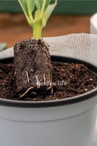 Paper Pot Tohum Ve Çelik Çimlendirme, Köklendirme Toprağı (50 Adet) - 4