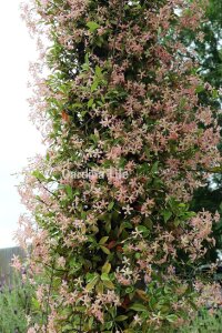 Pembe Çiçekli Arap Yasemini Fidesi  ( Trachelospermum Pink Showers ) - 1
