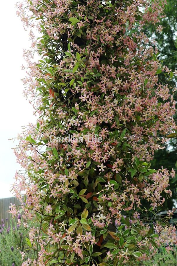 Pembe Çiçekli Arap Yasemini Fidesi  ( Trachelospermum Pink Showers ) - 1