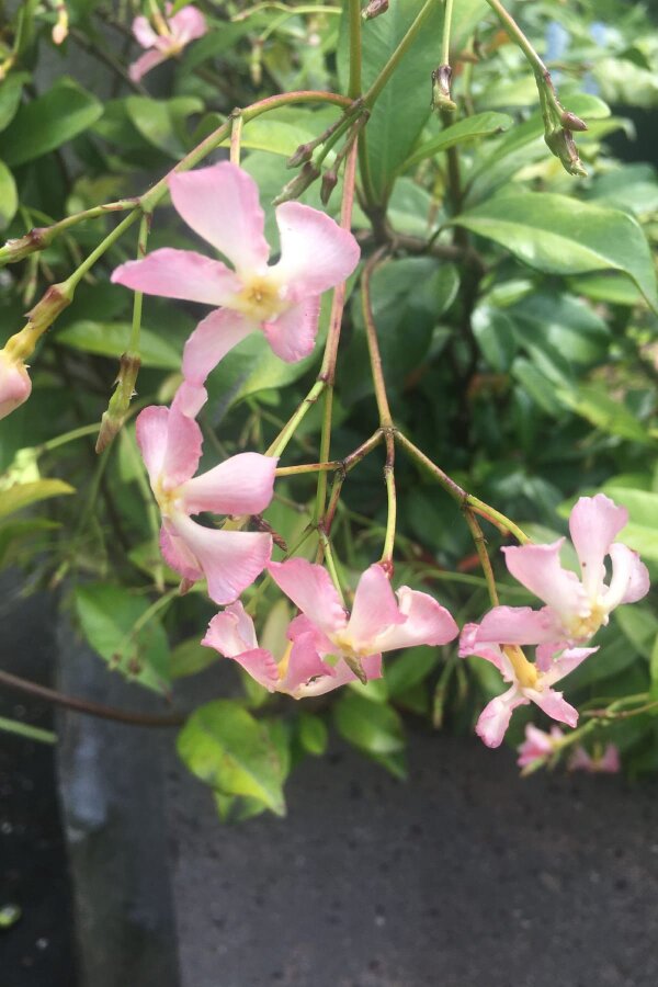 Pembe Çiçekli Arap Yasemini Fidesi  ( Trachelospermum Pink Showers ) - 2