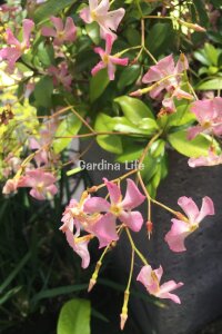 Pembe Çiçekli Arap Yasemini Fidesi  ( Trachelospermum Pink Showers ) - 3